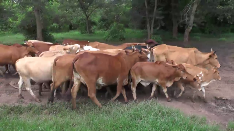 Wafugaji mkoani Katavi wamaliza mgogoro na wakulima