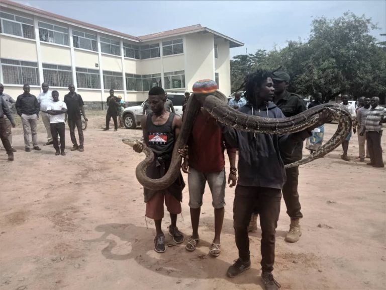 Chatu aliyeonekana Chato, apelekwa kwenye pori Kahama