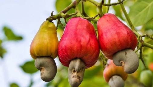 Mama Mongella ataka Wanawake wapewe Kiwanda cha Korosho