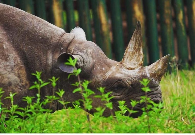 Faru Vicky Atangazwa Kuwa Mrithi wa Faru Fausta