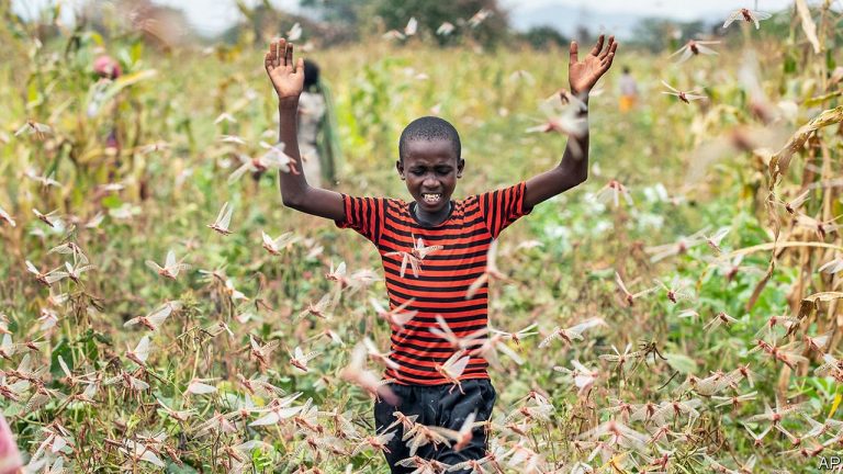 Bill Gates kupambana na nzige waliovamia Afrika Mashariki