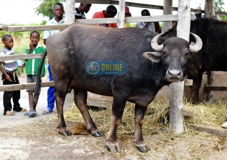 NYATI MAJI: Aina ya Ng’ombe anaekaa kwenye maji