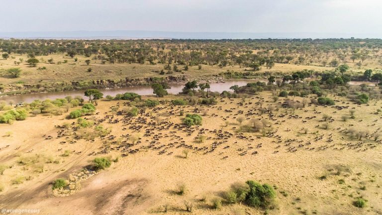 FORBES: Serengeti kivutio cha lazima kutembelea 2021