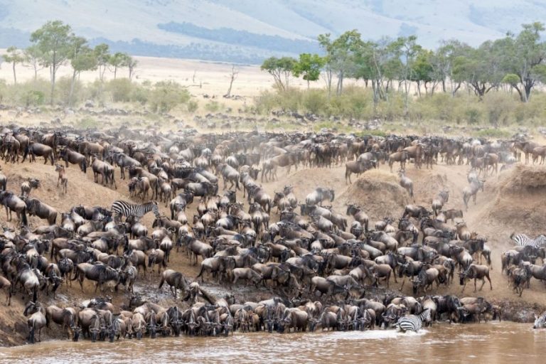 Hifadhi ya Taifa ya Serengeti yaibuka kidedea Afrika