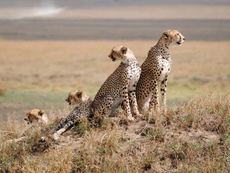 Hifadhi ya Serengeti kinara kwa ubora duniani