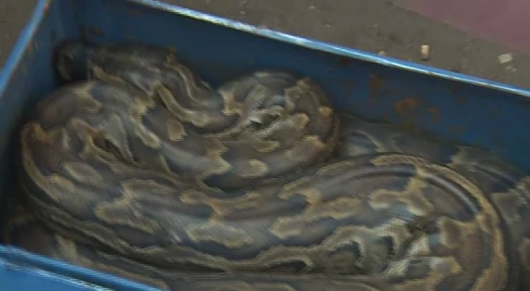 Sanduku lenye chatu latelekezwa na kuzua taharuki