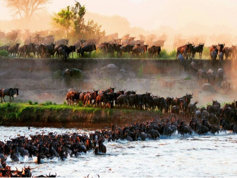 Serengeti kinara tena Afrika