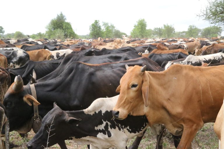 Mifugo 2,225 yakamatwa