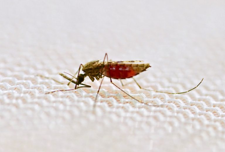 Maambukizi ya Malaria yapungua nchini